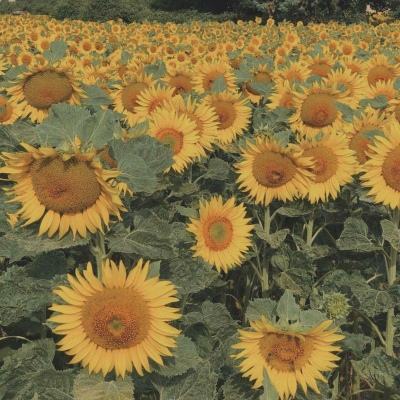 威尼斯欢乐娱人棋牌手机app下载